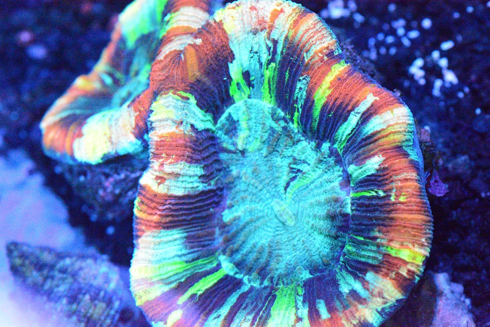 Aquatic Cove, photo 4