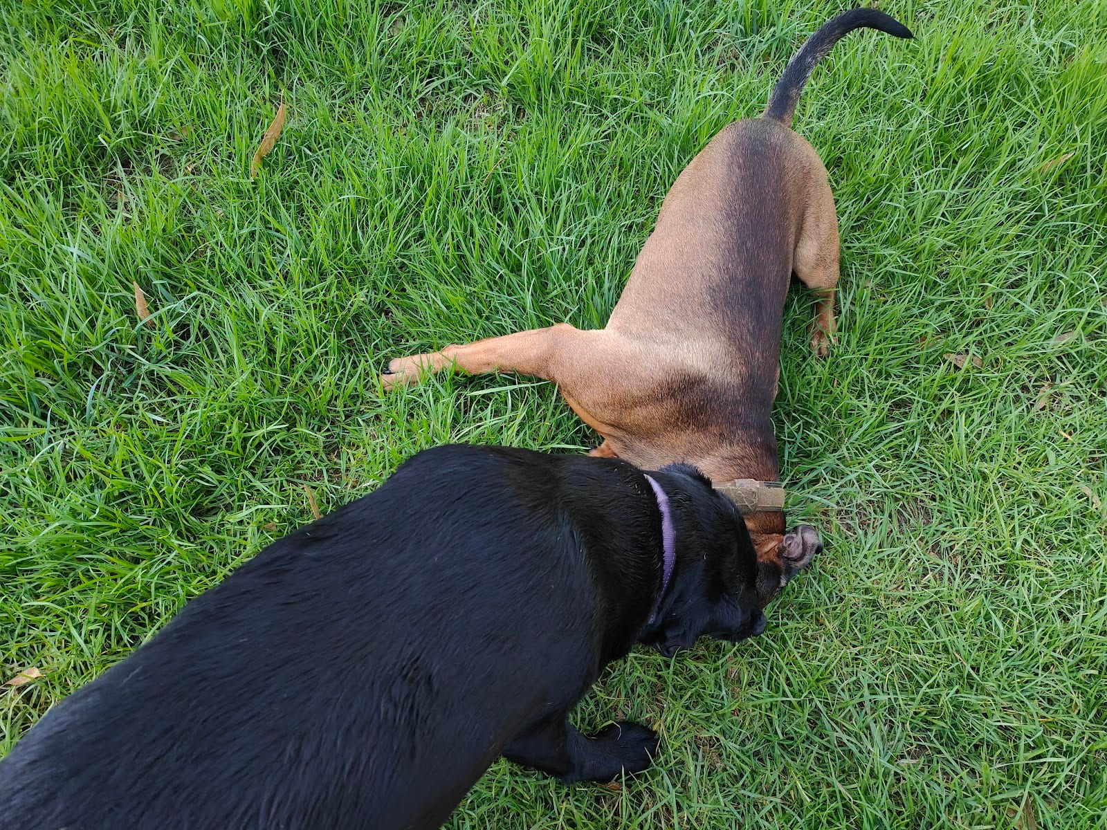 Brasser Reserve Dog Off Leash Area