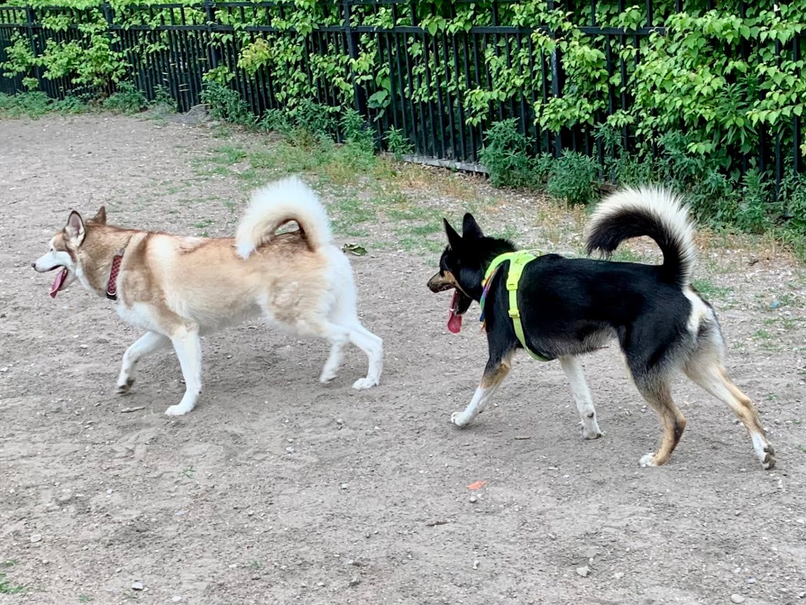 Allan Gardens Dog Park, photo 3