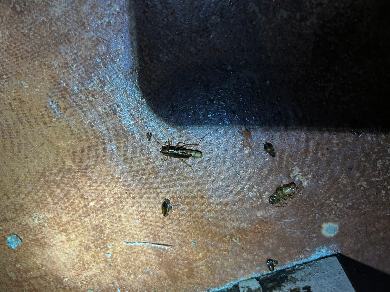 Ratical Pest Solutions LLC, photo 4