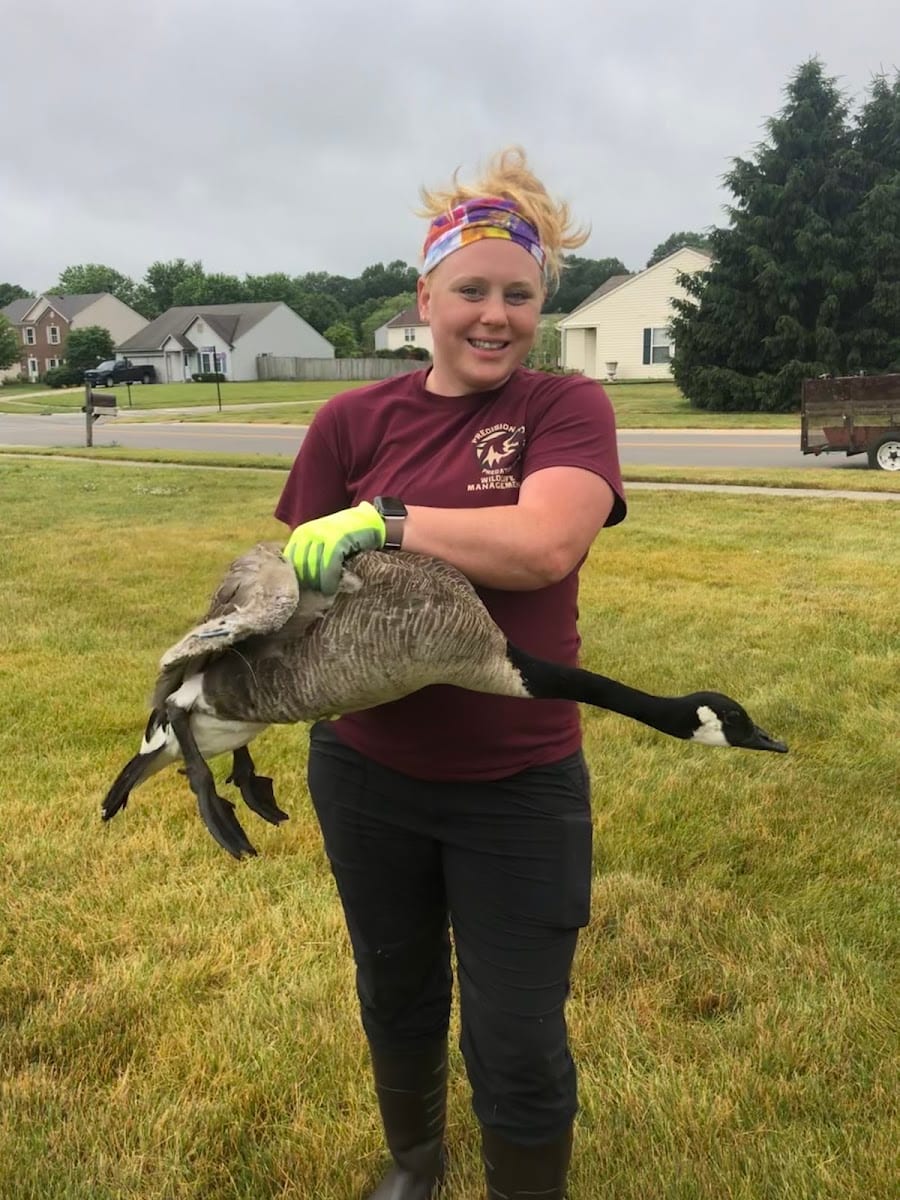 Precision Pest and Wildlife Removal of Anderson County, photo 4