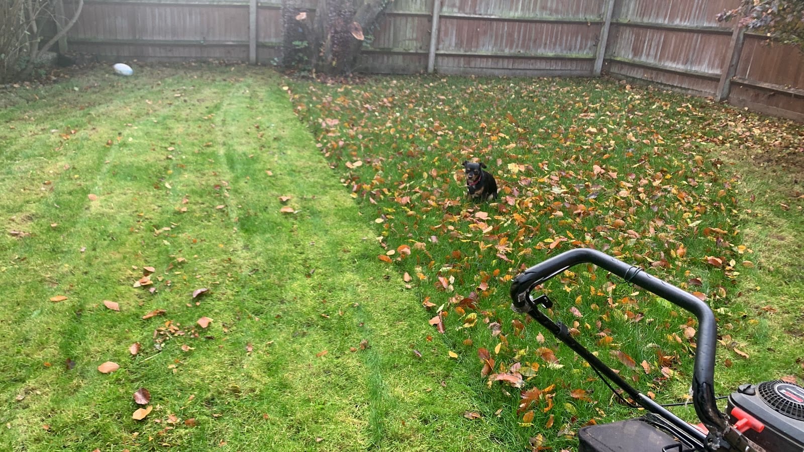 Gardening for St Albans, photo 4