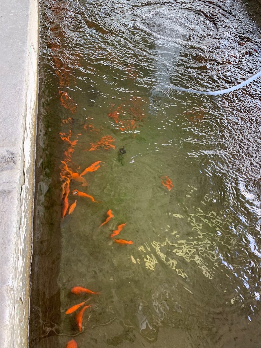 Brenham Fisheries, photo 2