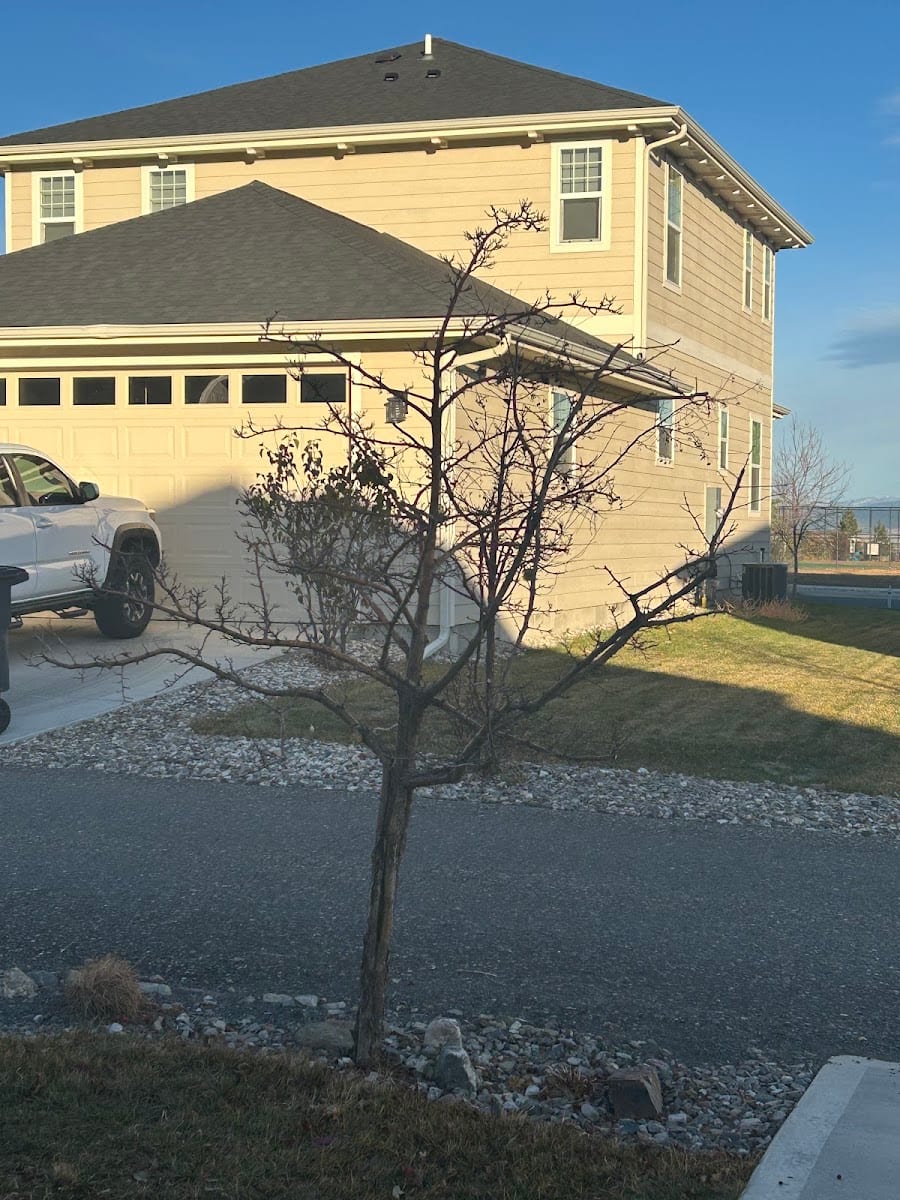 Brooks Arborist & Tree Services LLC, photo 3