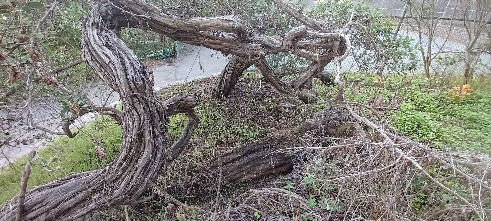 Buena Vista Playground, photo 3