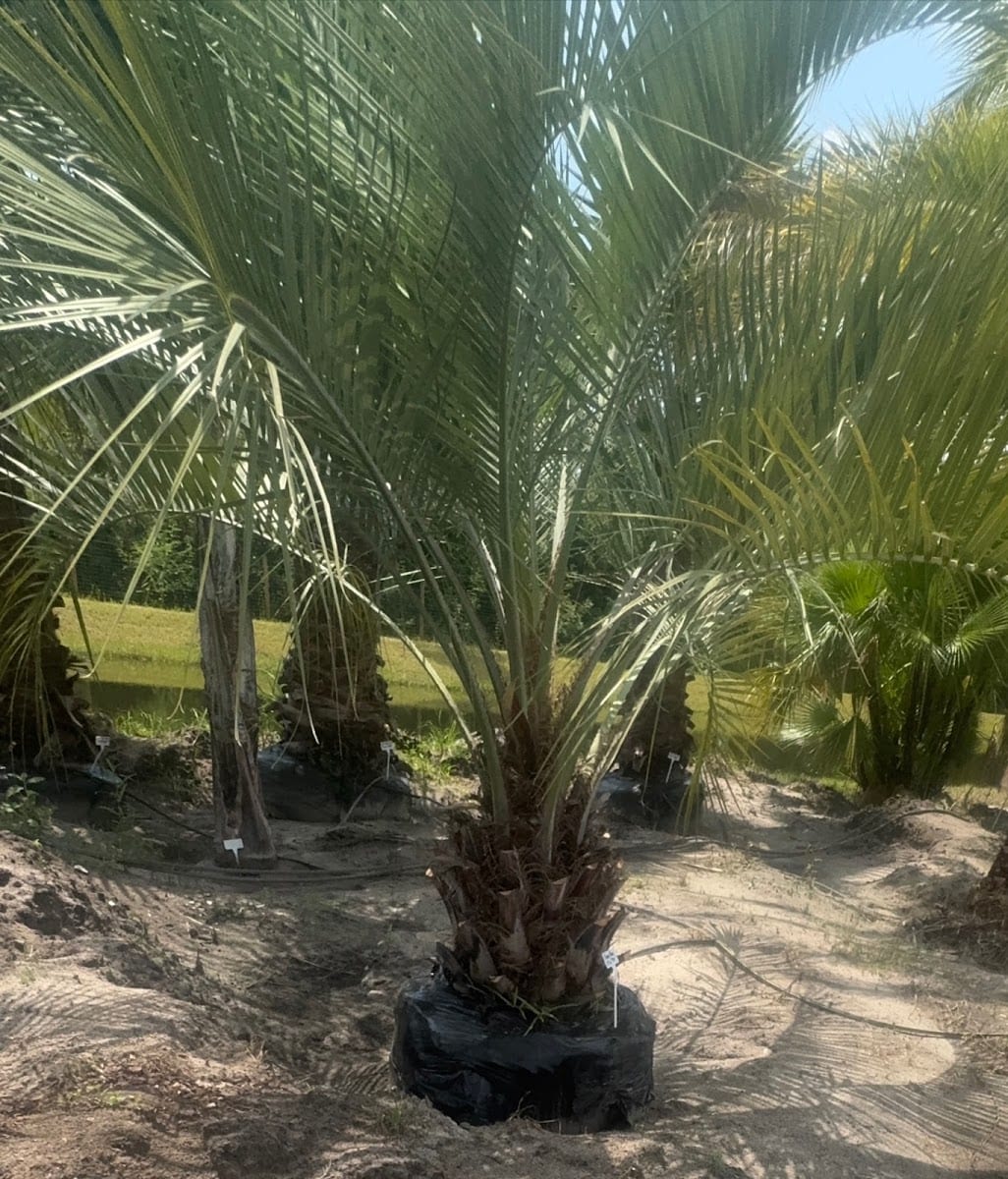Palm Brothers Landscaping, photo 3