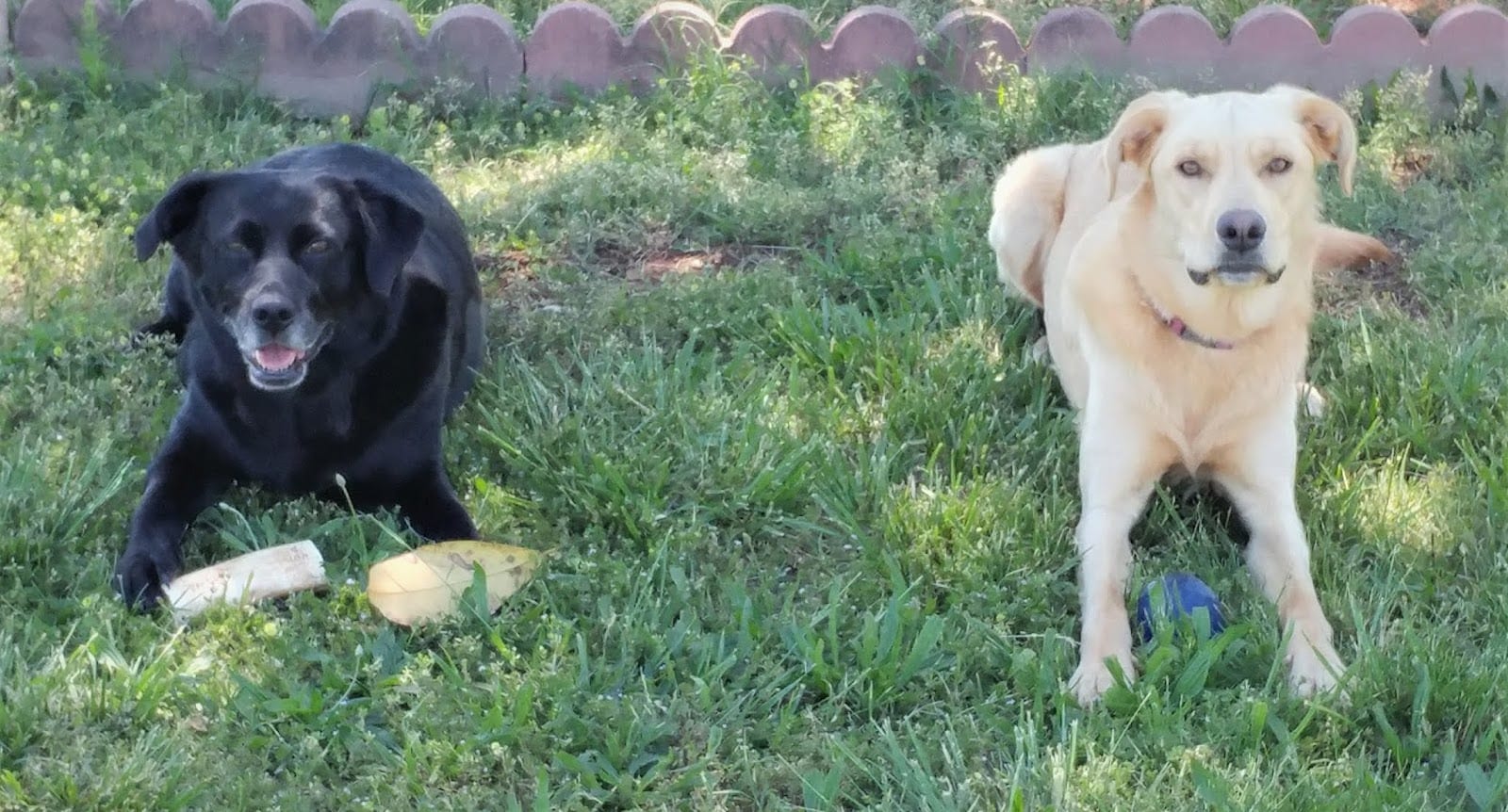 Companion Animal Care