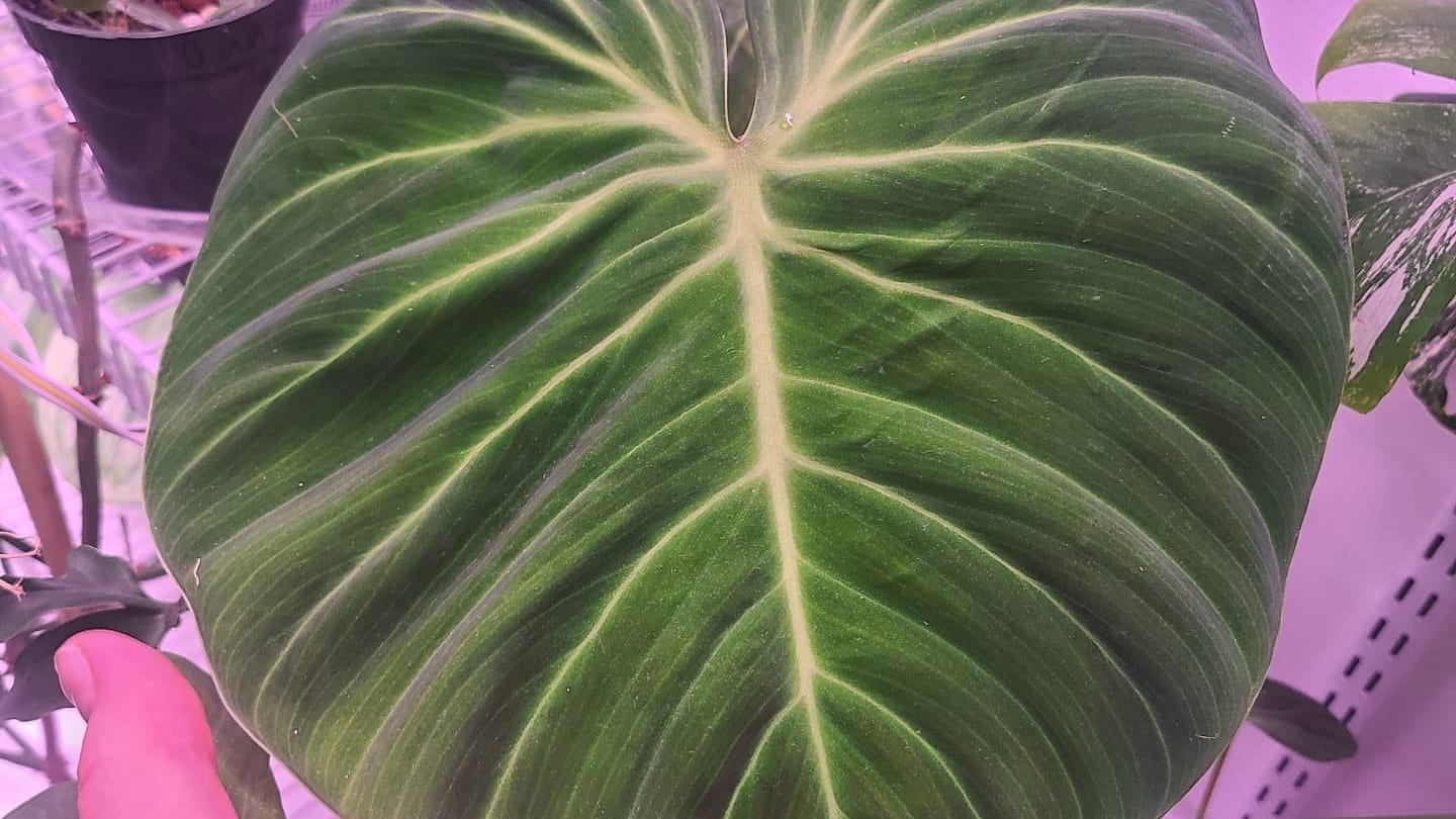 The Plant Gallery & Zalea Flowers, photo 3