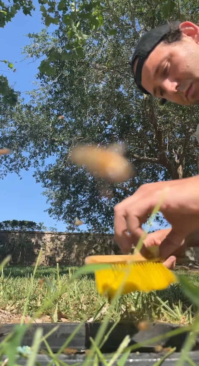 Sarasota Bee Removal Inc - Bee Removal, Bee Control, Honey Bee Removal, Wasp, Hornet, Yellow Jacket, photo 3