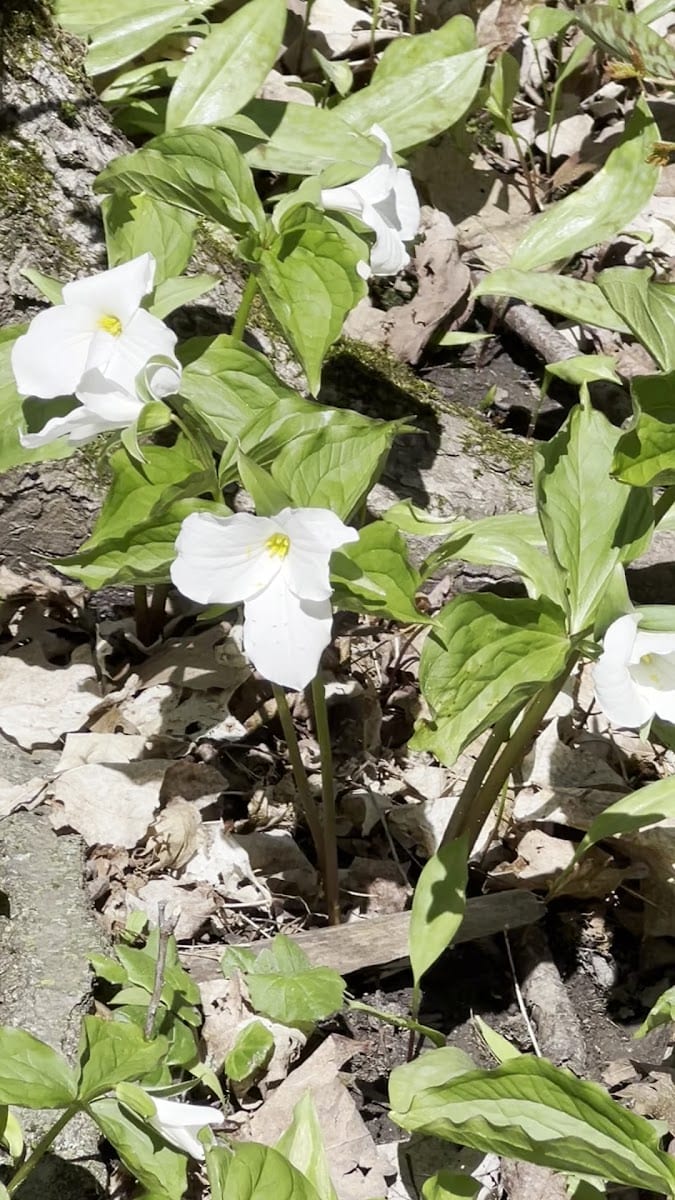 Oak Ridges Corridor Conservation Reserve, photo 2