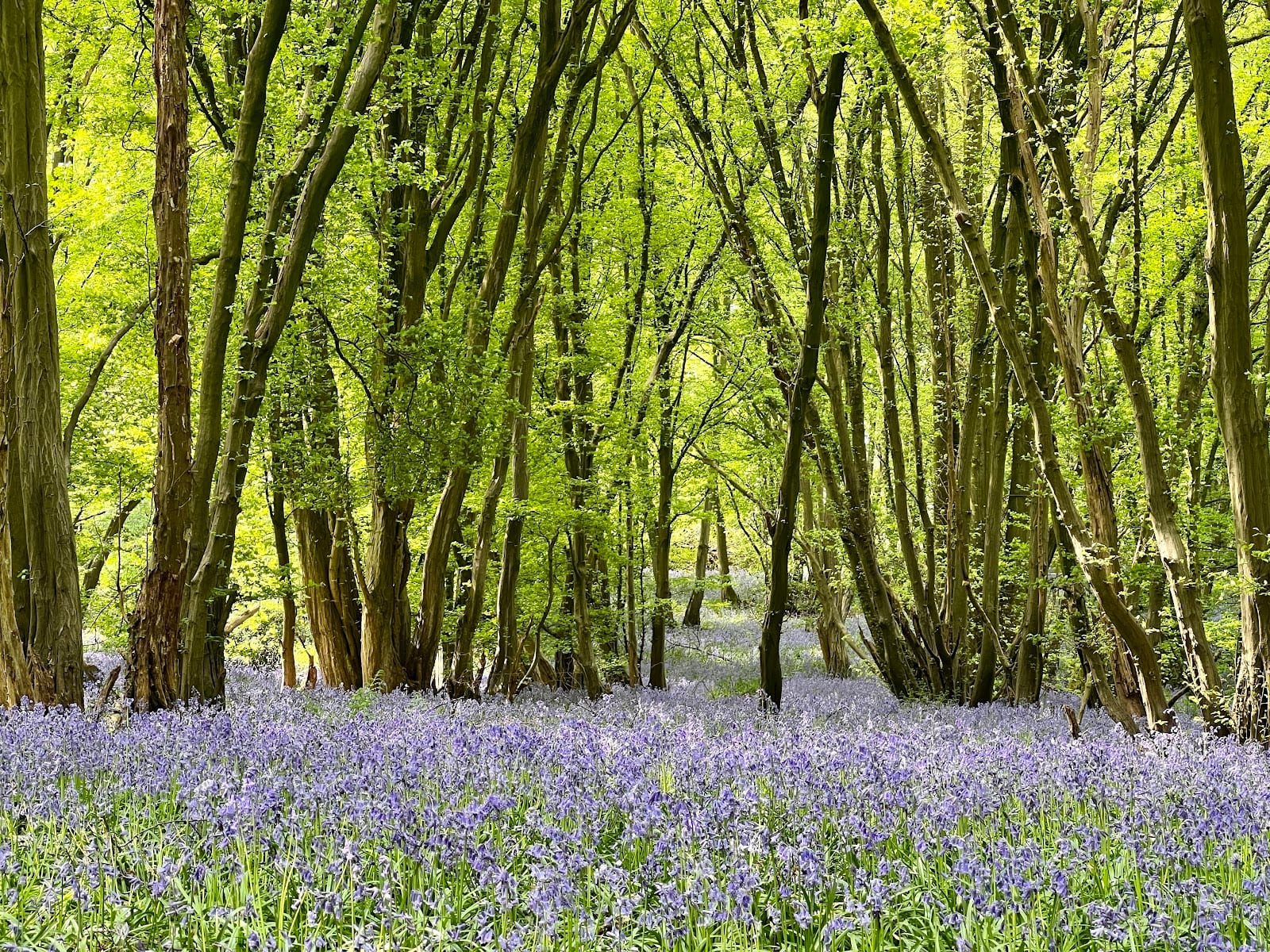 Heartwood Forest