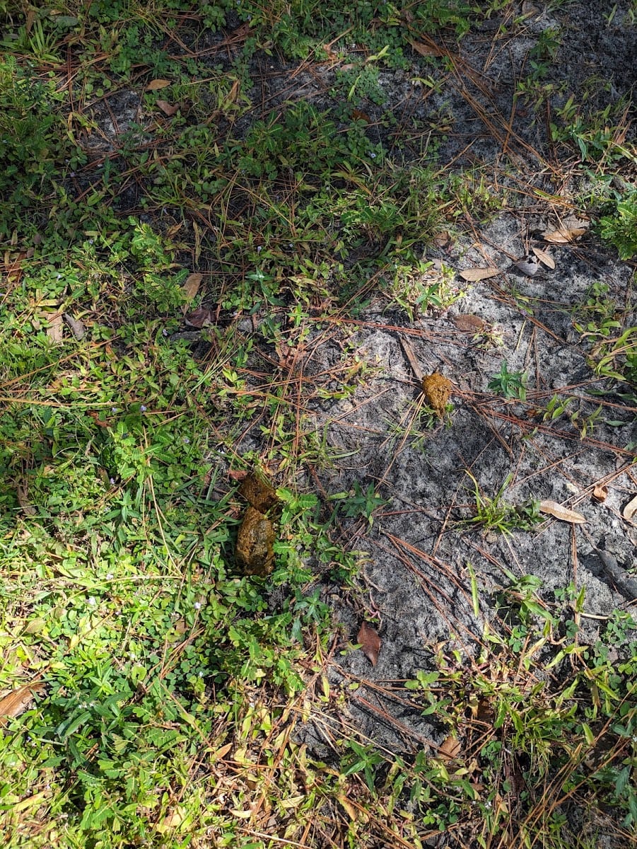 Orange Park Dog Park