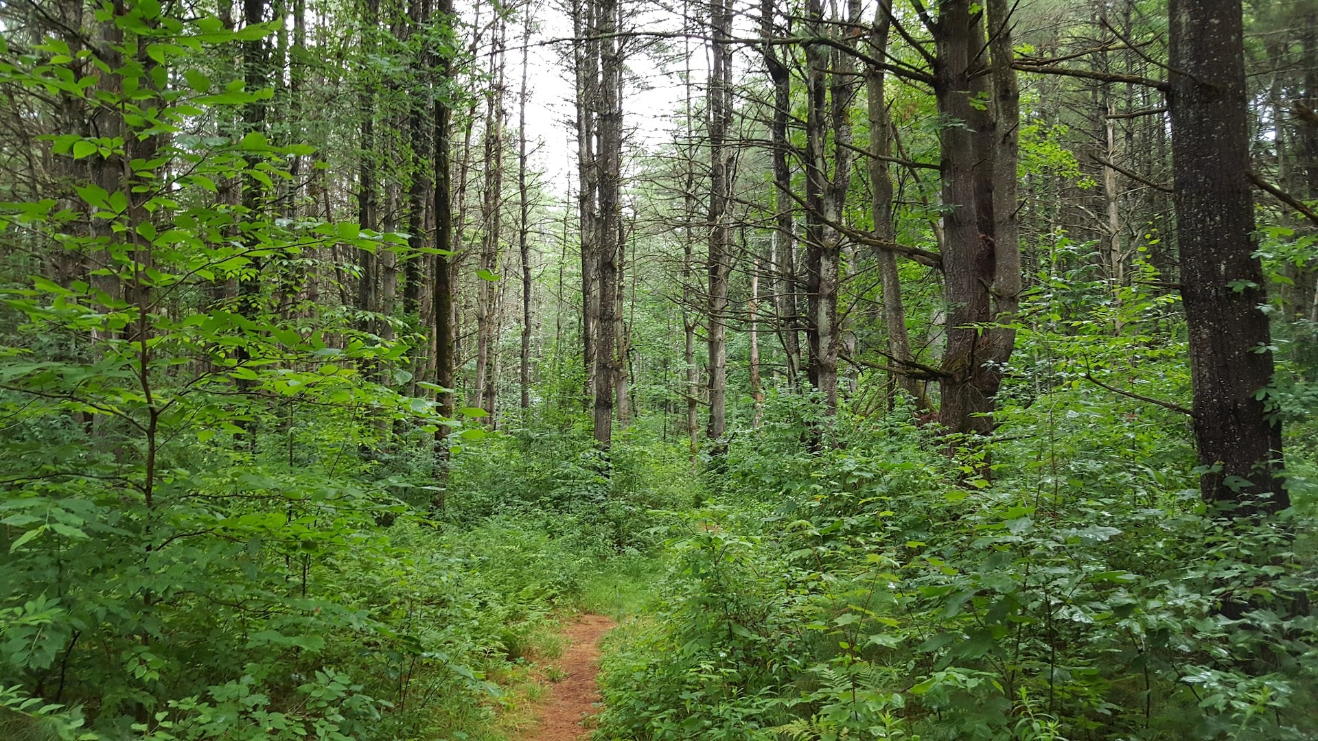 Rowland Hollow Creek Preserve