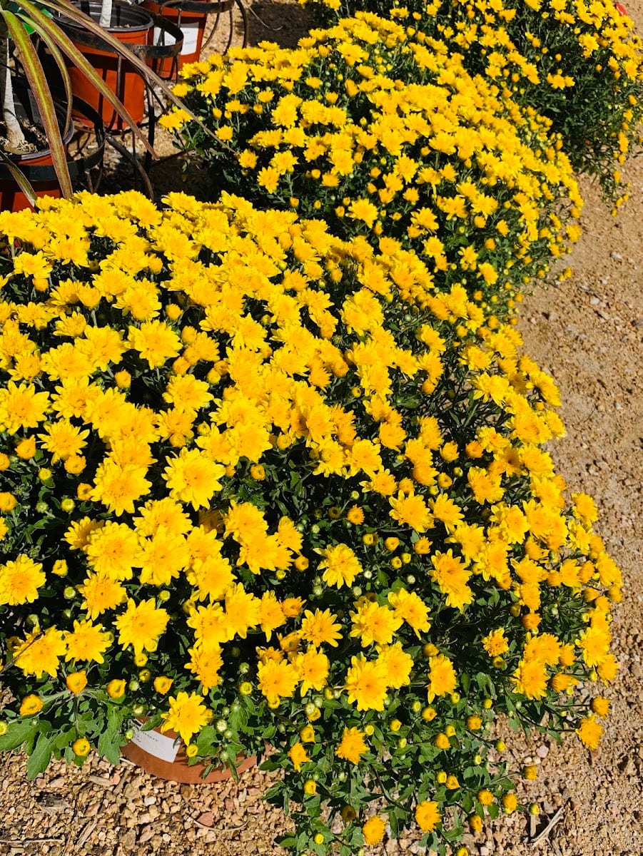 Dwayne O'Dell Landscaping Inc, photo 3