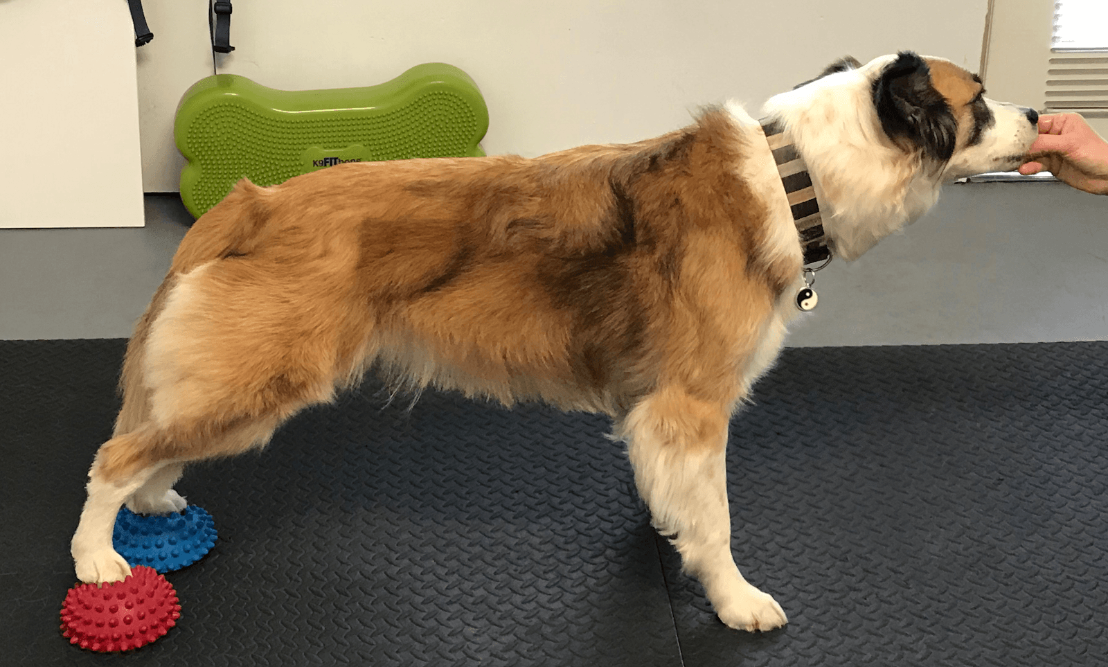 Happy Hounds Massage & Fitness