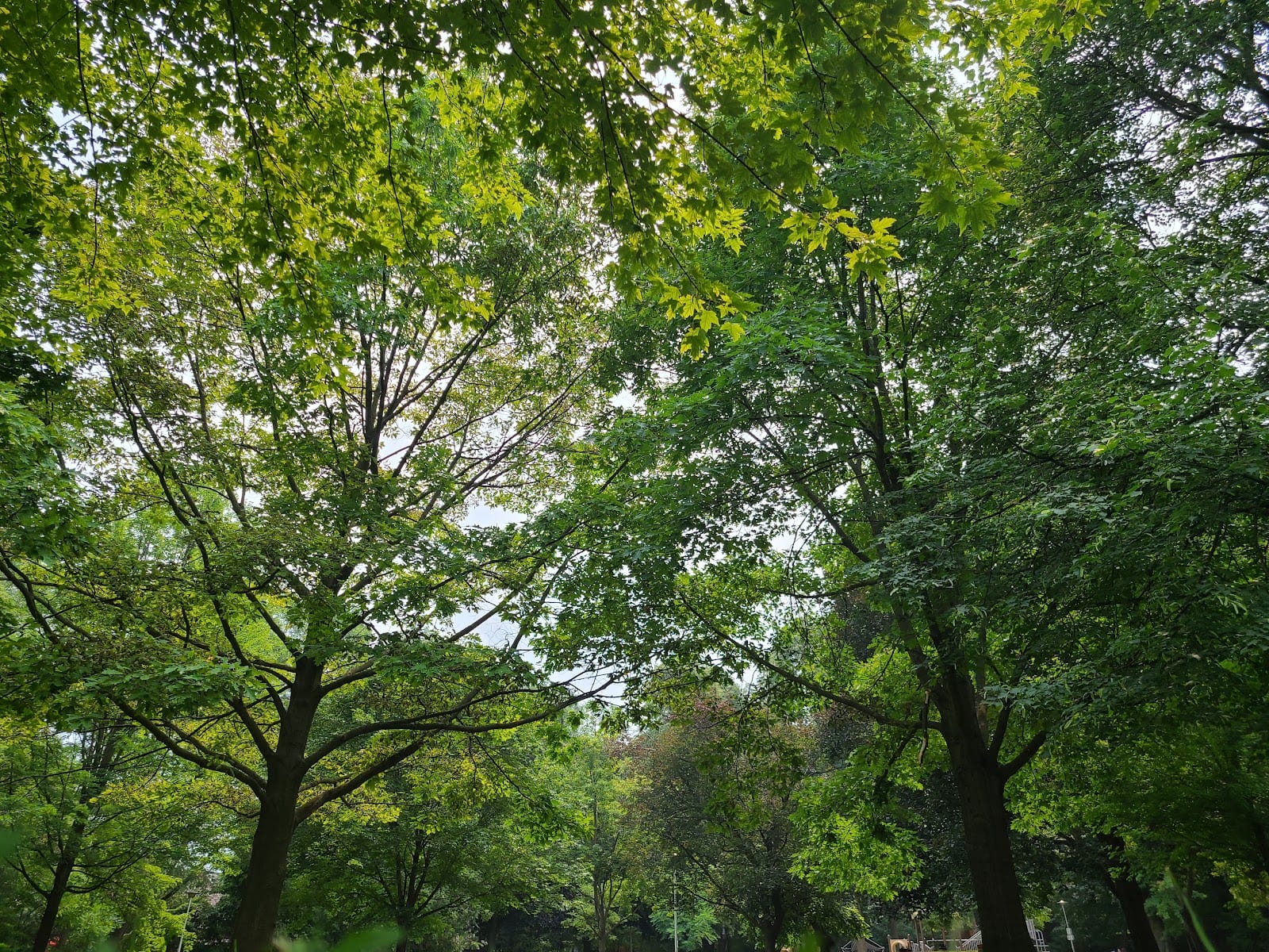 Forest Hill Road Park