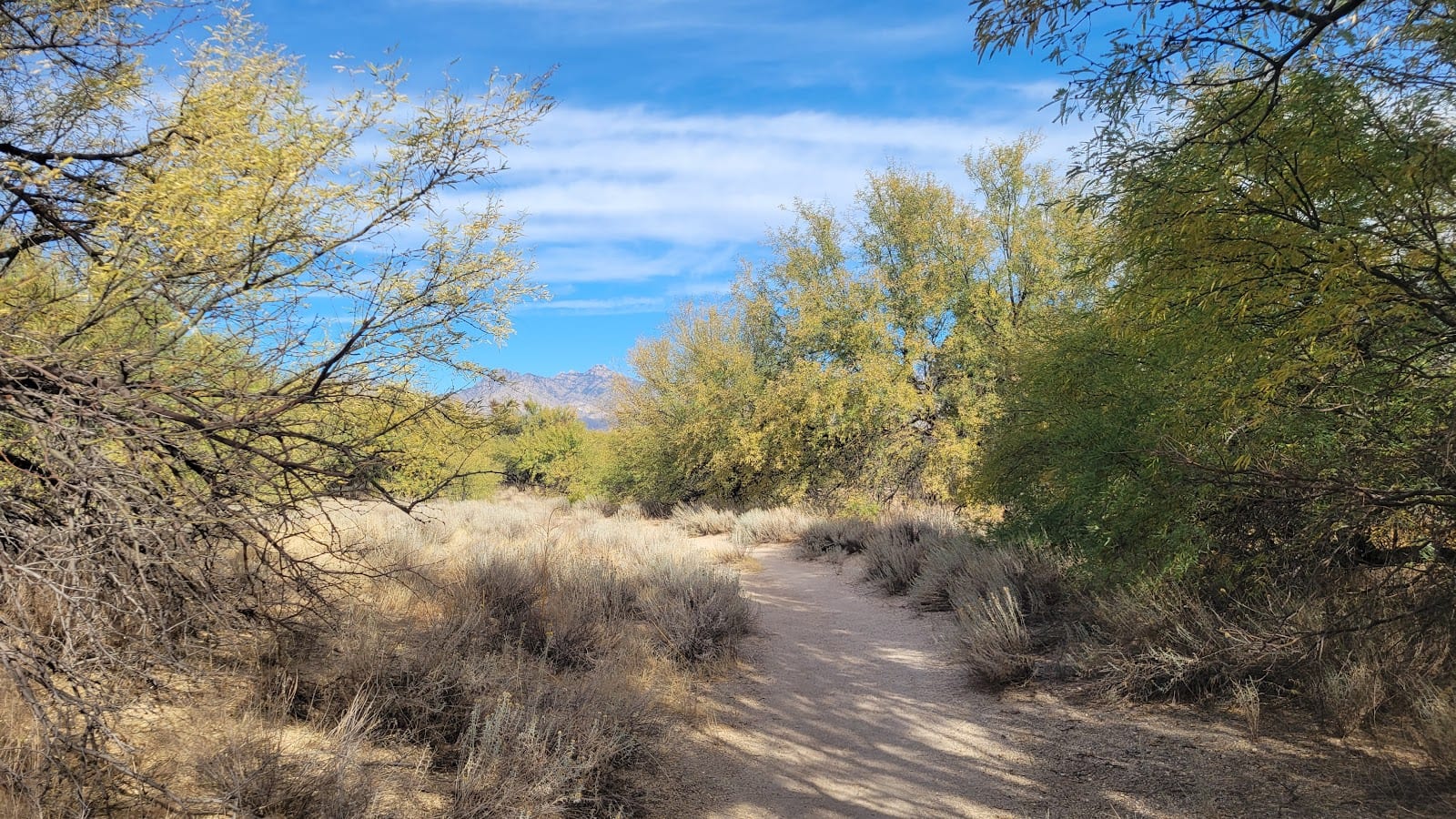 Isabella Lee Natural Preserve