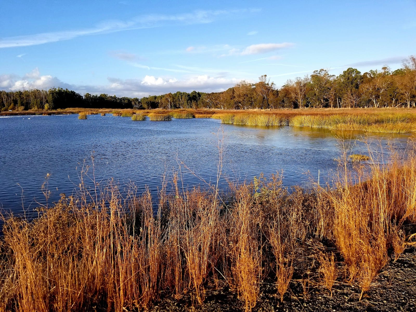 Wetlands Edge Park