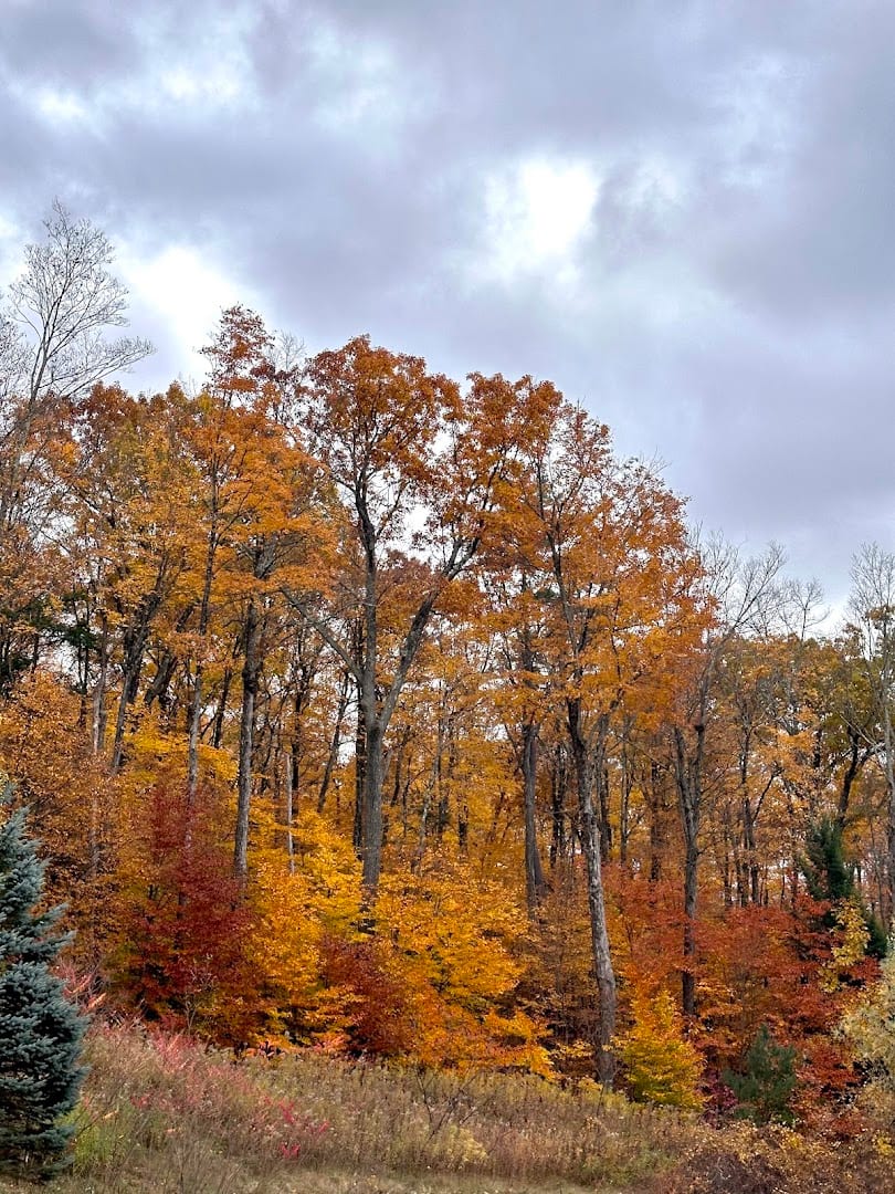 Skidmore North Woods, photo 4