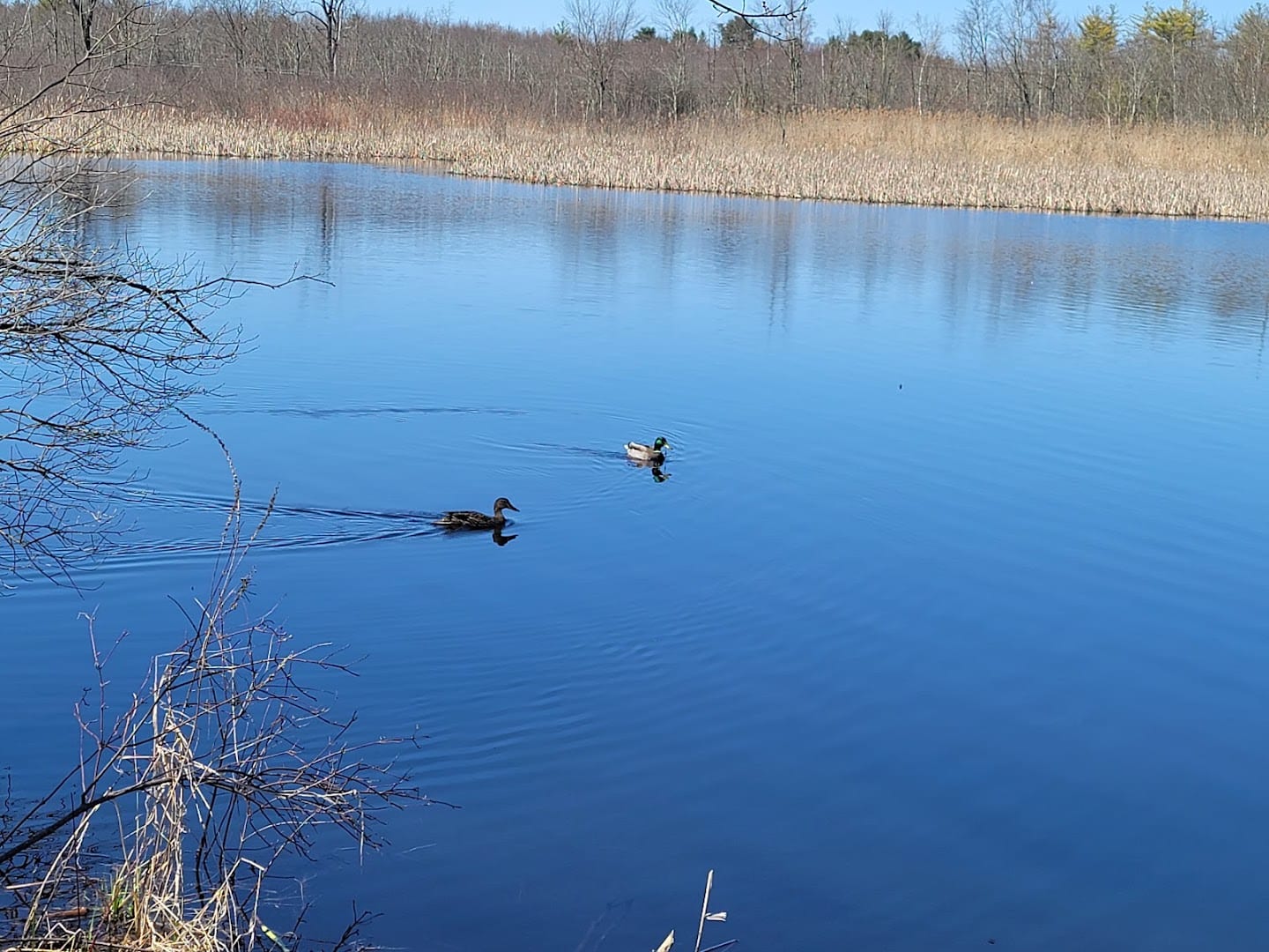 Bog Meadow Brook Trail, photo 2