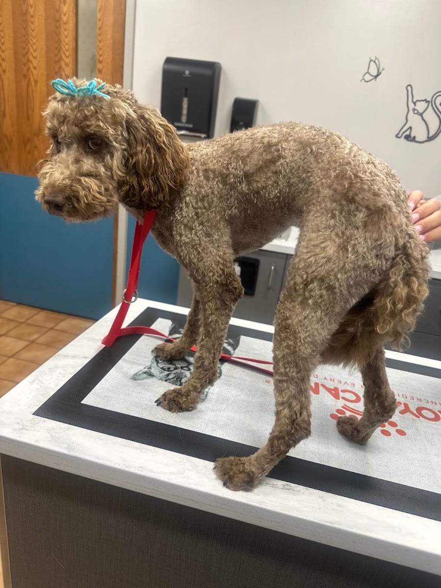 Westside Animal Hospital, photo 2