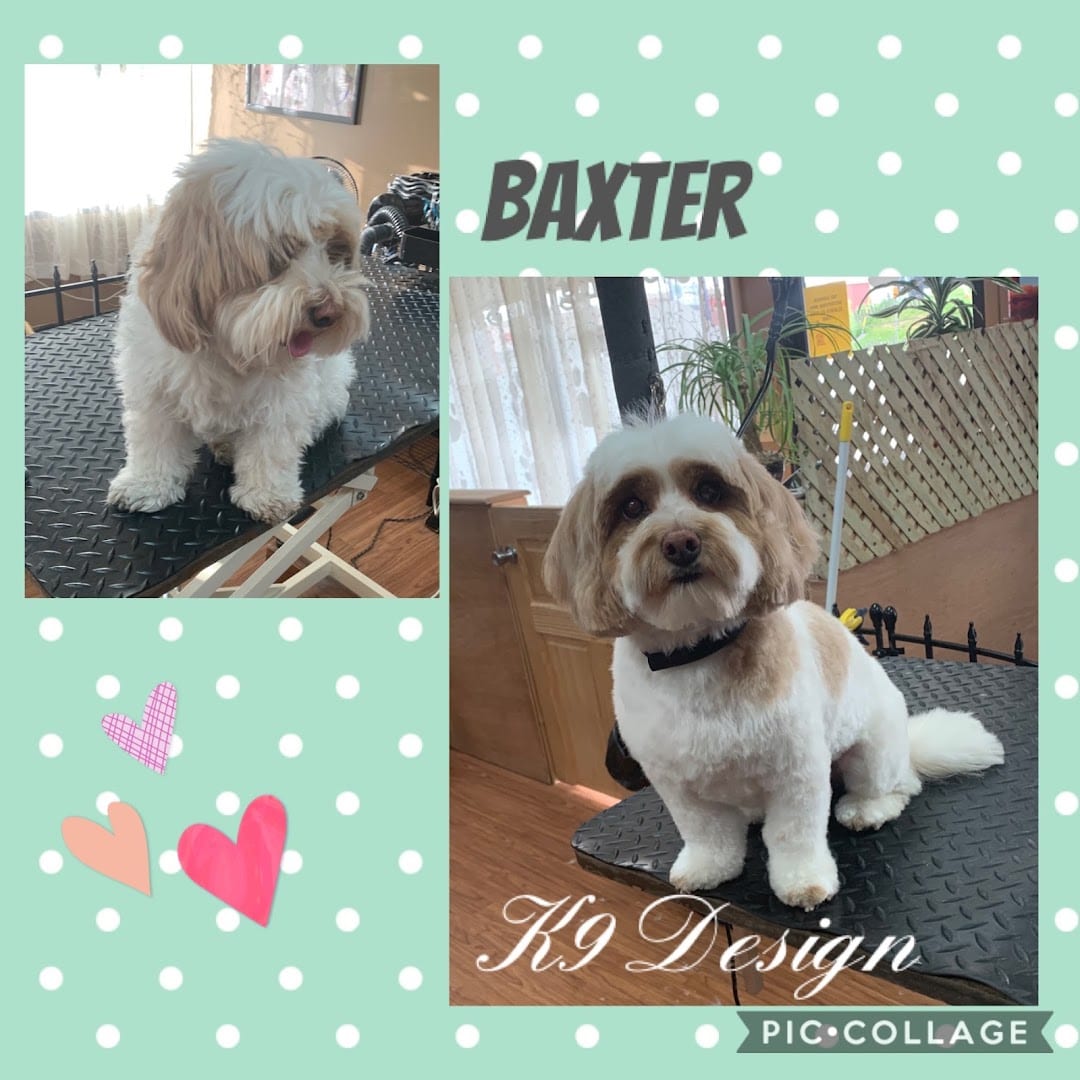 K-9 Design Grooming Salon, photo 2