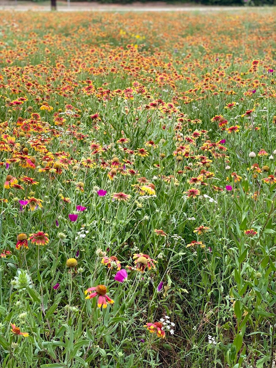 Thrive Nature Park, photo 2