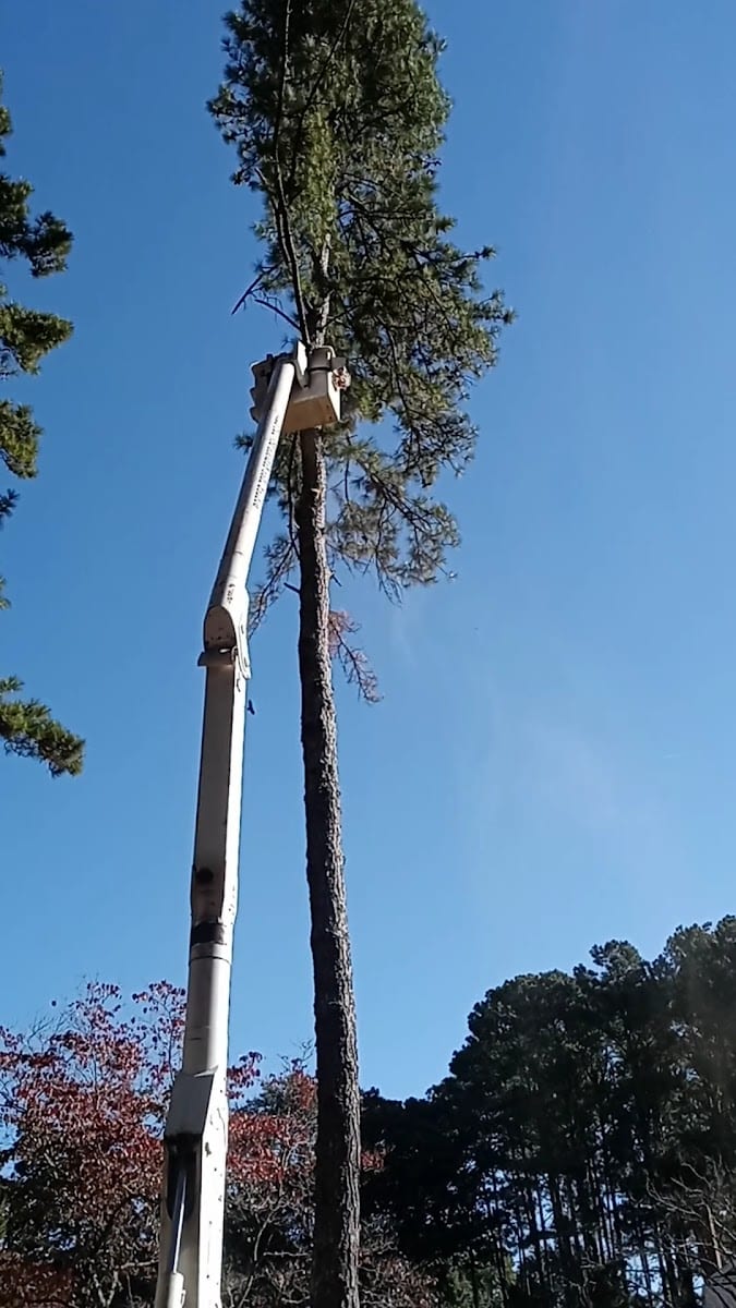 Joe Beyers landscape and tree service llc, photo 3