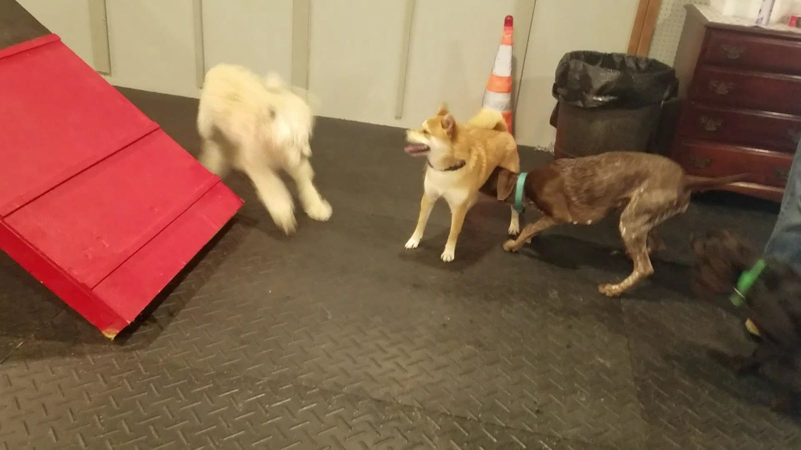 Pawsome Place Canine Oasis, photo 3