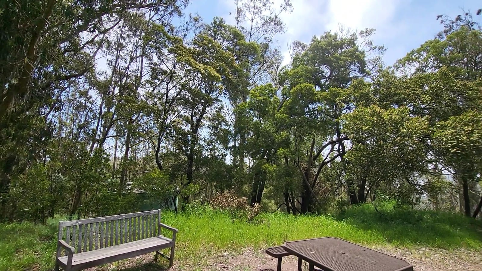 Mount Sutro Open Space Reserve, photo 2
