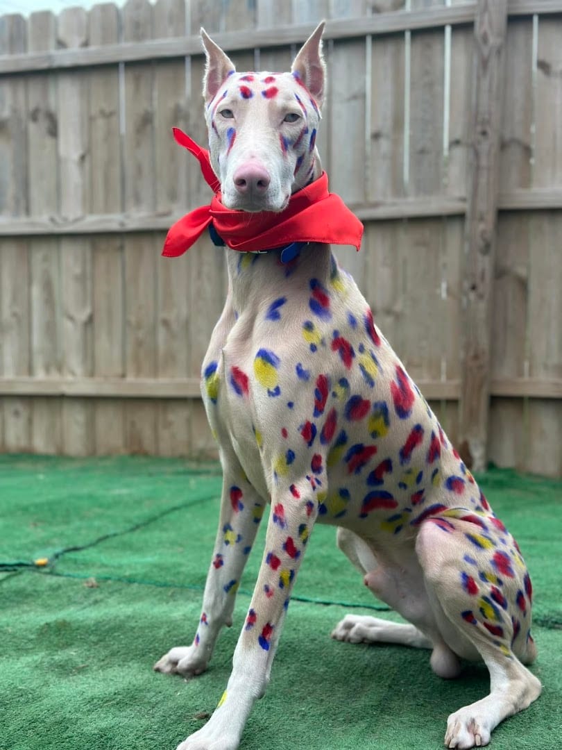 Ross Kennels LLC