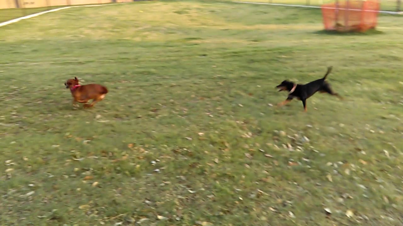 Rosemeade Dog Park, photo 2
