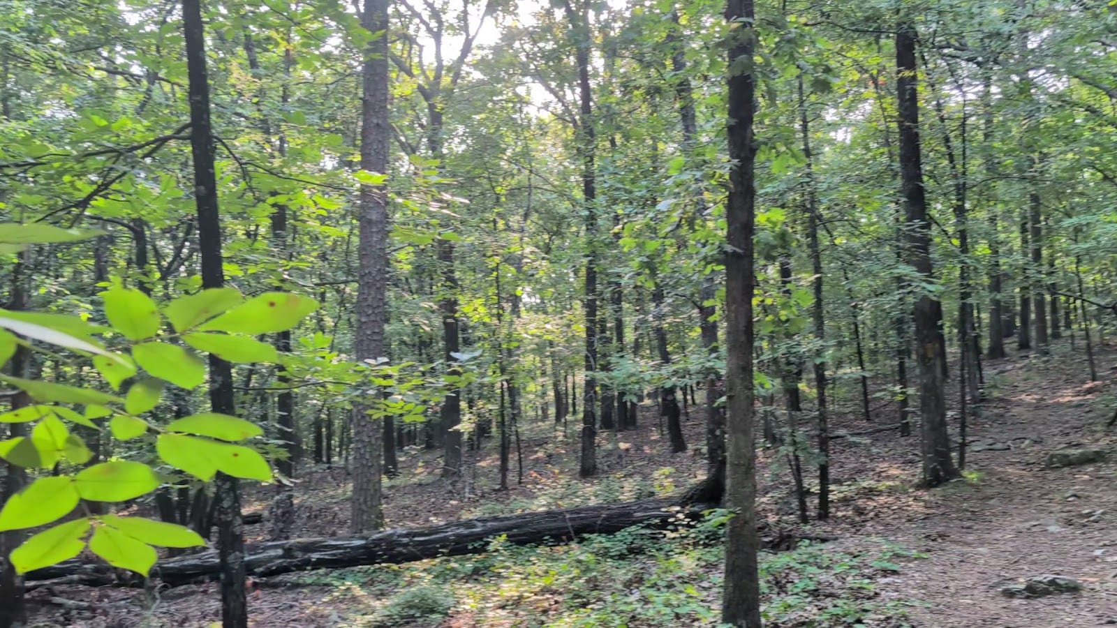 Conner Park, photo 2