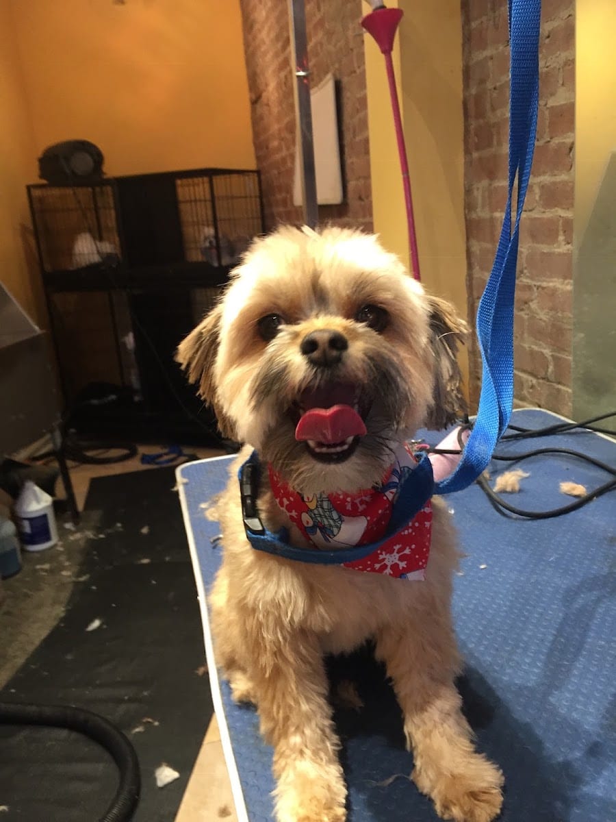 Cookies Paws Mobile Pet Grooming Salon, photo 2