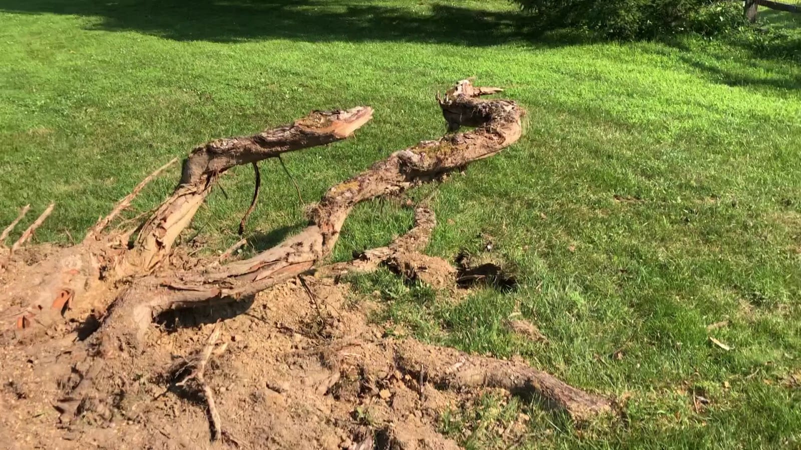 Stump Sharks Stump Removal, photo 3