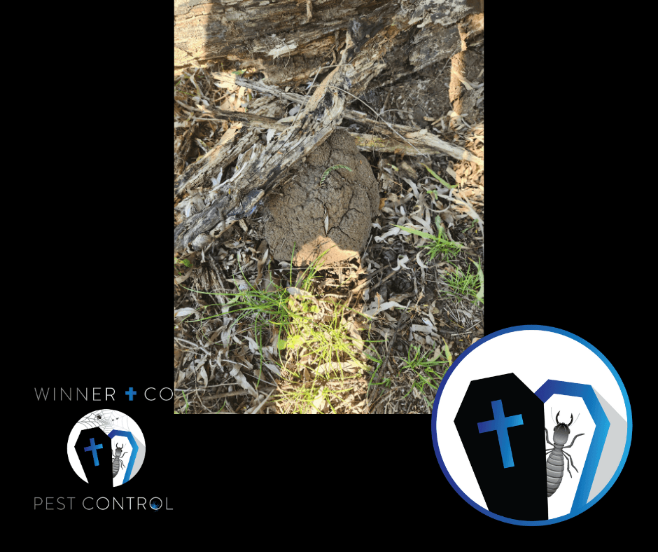 Winner and Co Pest Control Mackay, photo 2