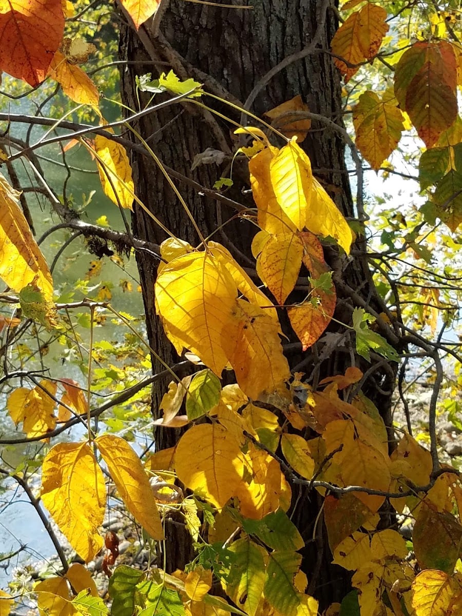 Maumee Trailhead, photo 4