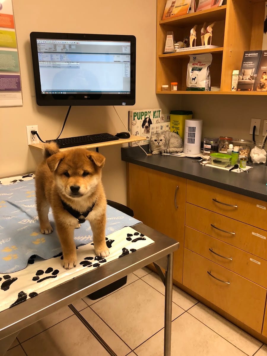 Bayview Hill Animal Hospital, photo 2