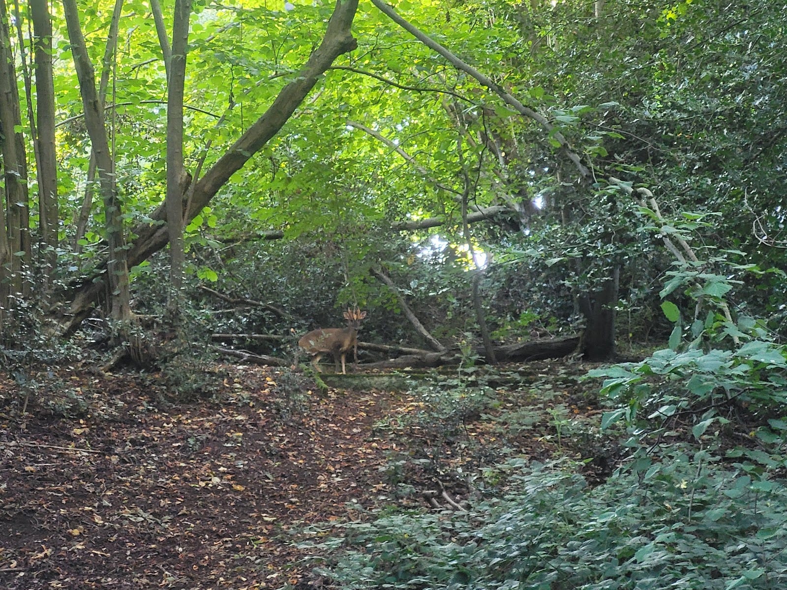 Lion Wood