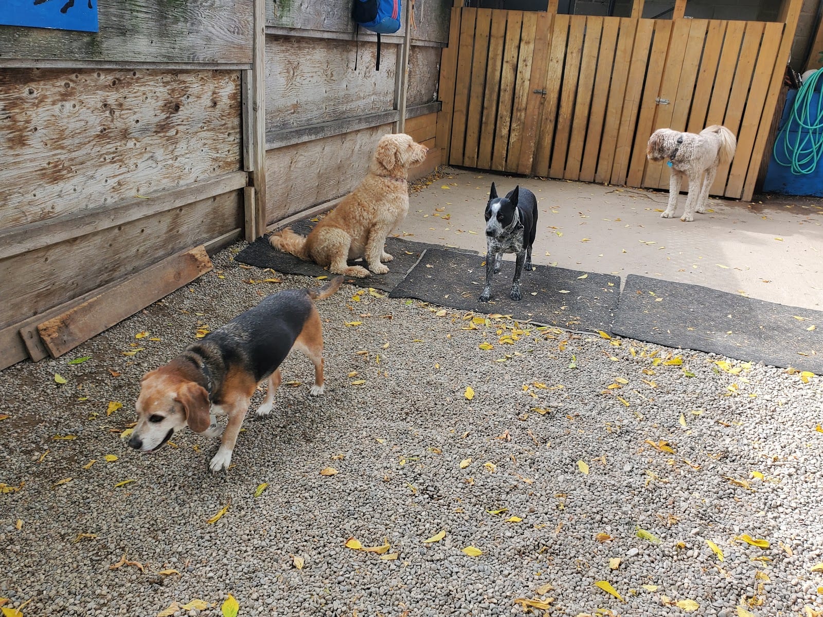Dog Sense Day Care & Grooming