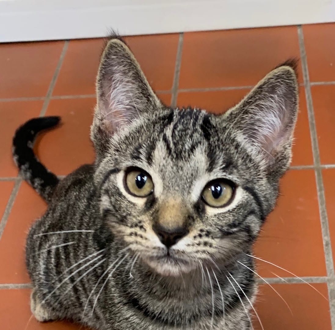Humane Society of South Central Michigan