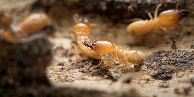 Smart Termite and Pest Control, photo 3