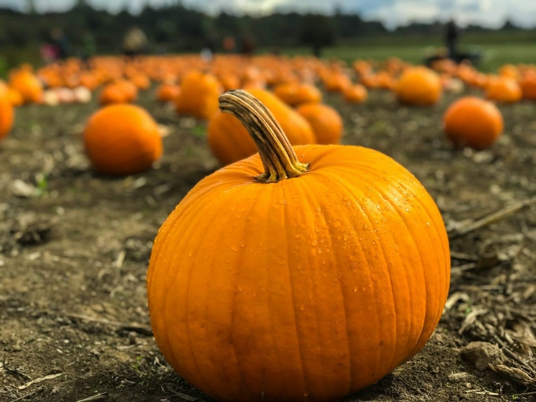 Frankfort Fall Festival: Parade, Music, and a Pumpkin Drop