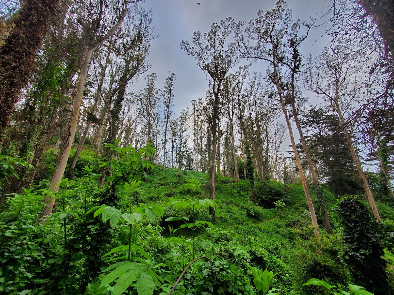 Mount Sutro Open Space Reserve