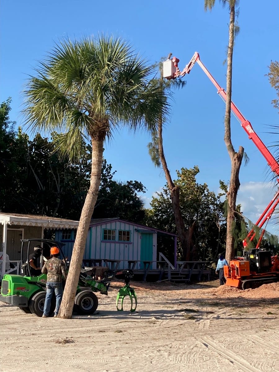 Castillo Tree & Lawn Service Inc, photo 2