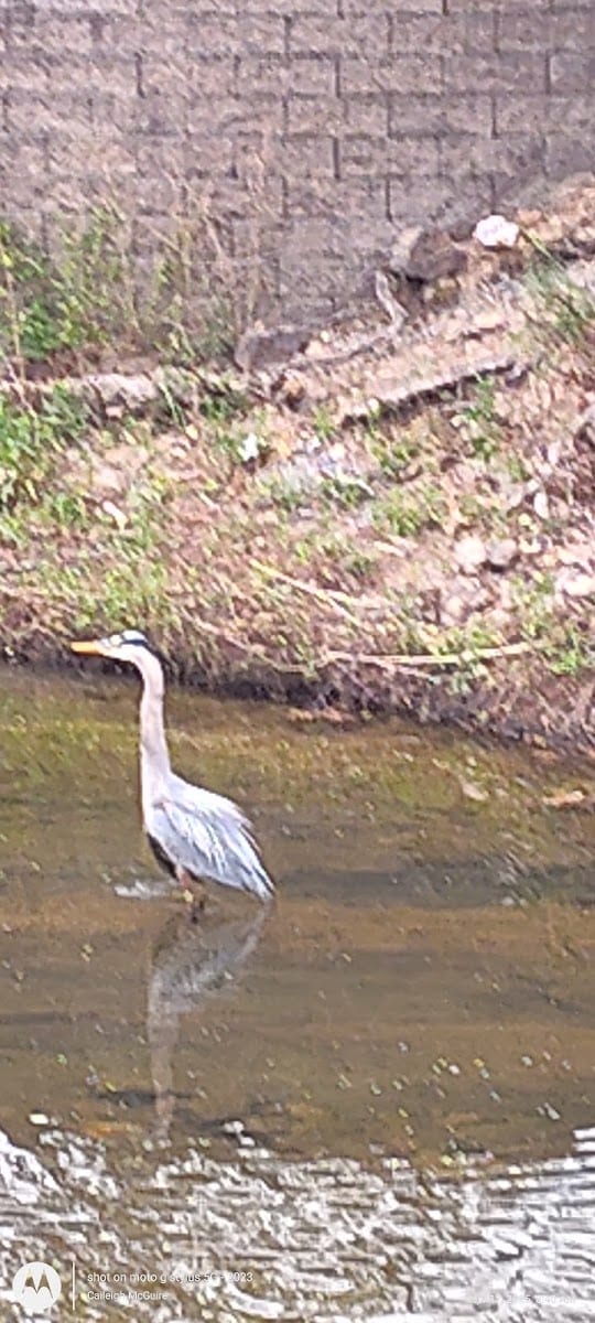 Coleman Creek Trail, photo 2