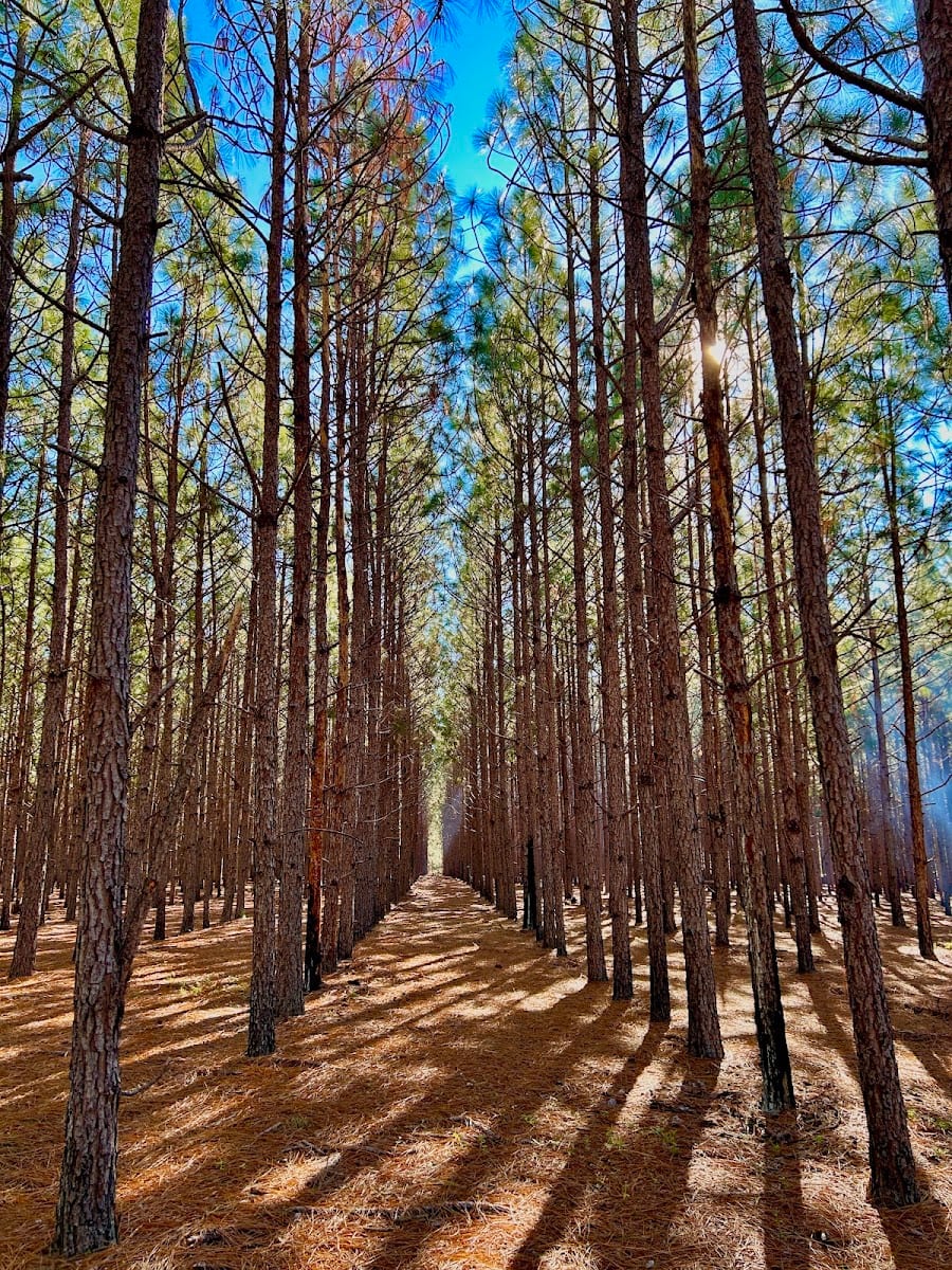 StrawBox Pine Straw, photo 2