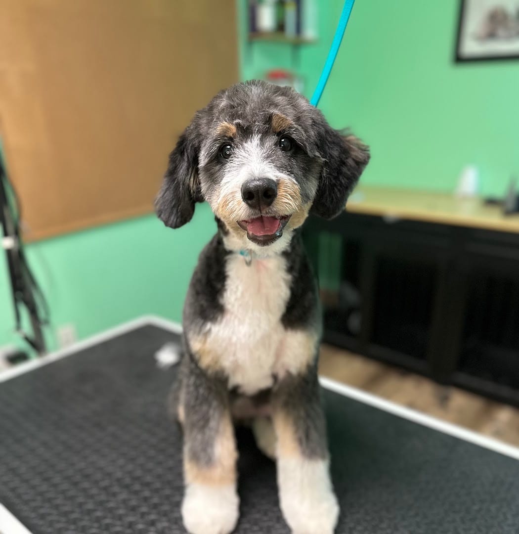 Hawkeye's Dog Spa, photo 3
