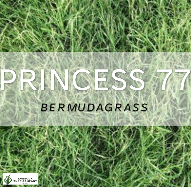 The Lawn & Mowing Guys