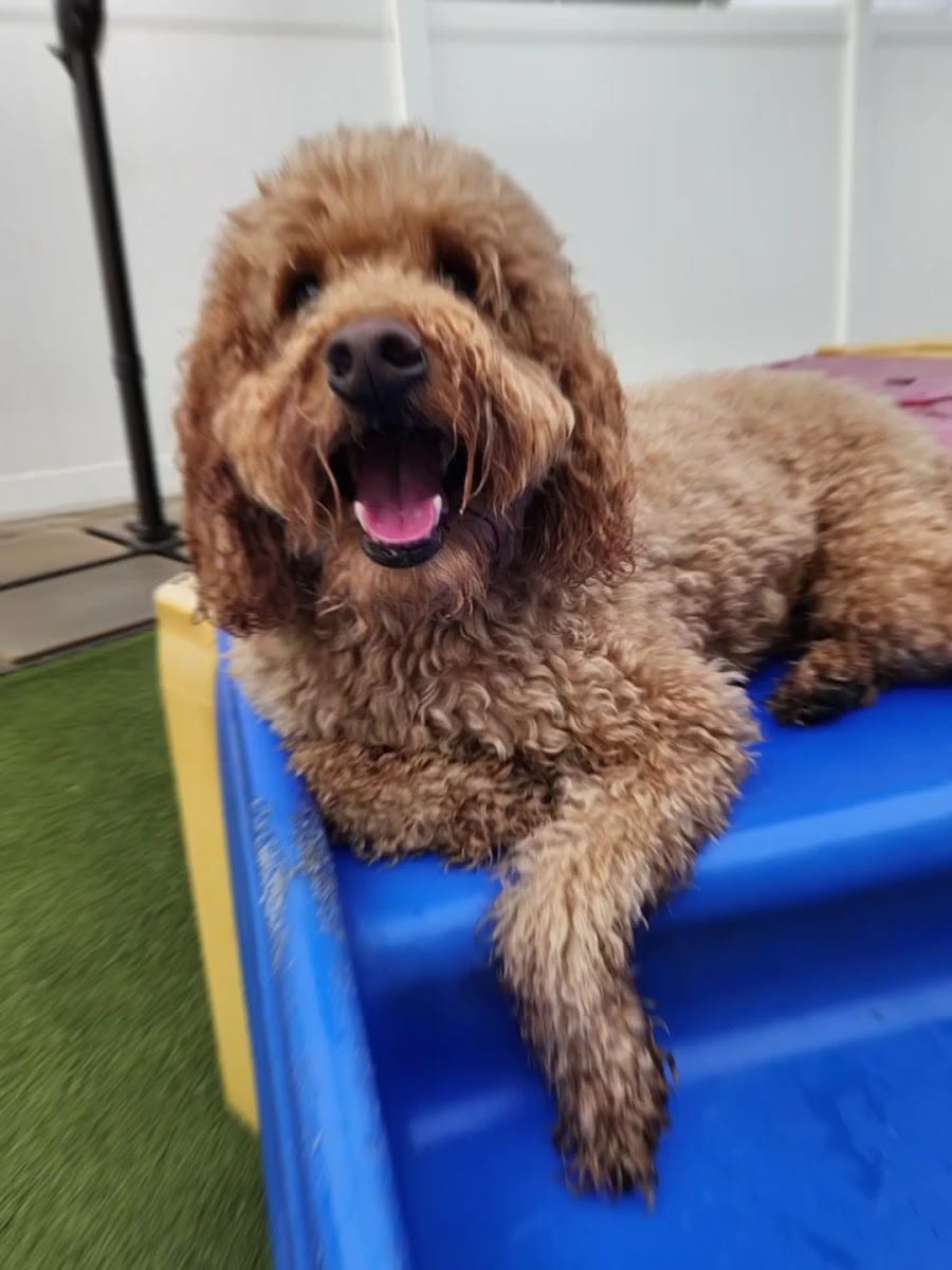 Jackson's Place Unleashed Pet Resort & Bakery - Dog Daycare, Dog Boarding, Dog Grooming & Dog Training, photo 3